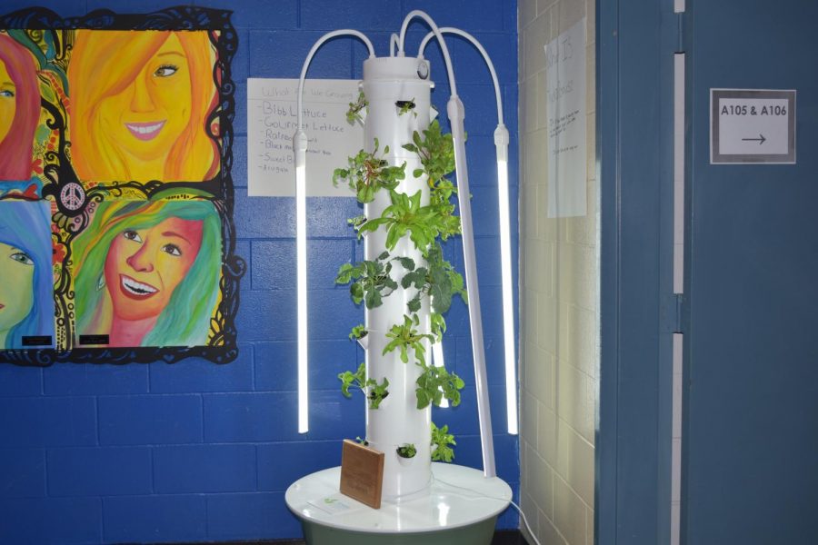 One of the plant stands illuminates the hallway by the office of SWHS. 